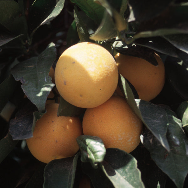 Akcay Sekeri Sweet Orange Budwood citrus plant material online shopping