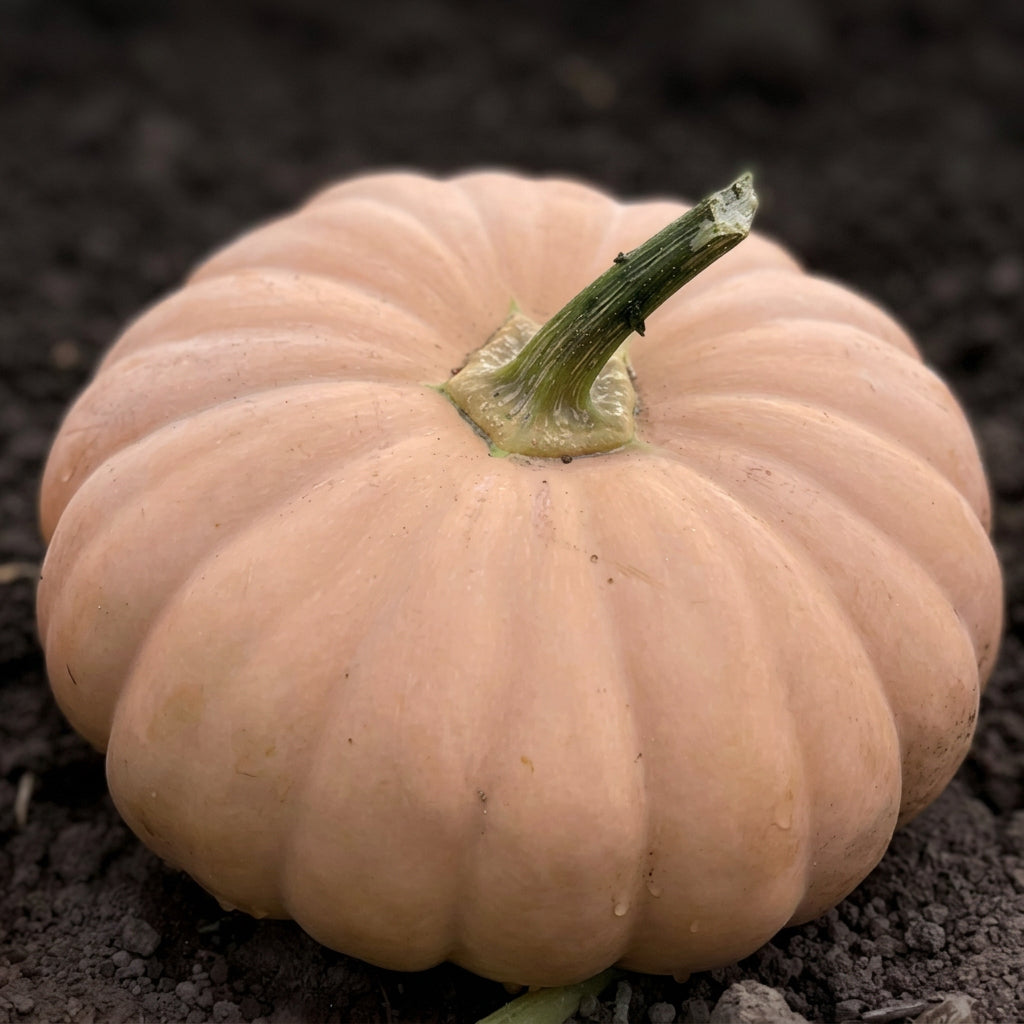 Spellcast F1 Pumpkin