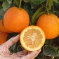 Brazilian Sour Orange Seed citrus plant material online shopping
