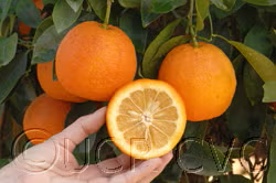 Brazilian Sour Orange Seed citrus plant material online shopping
