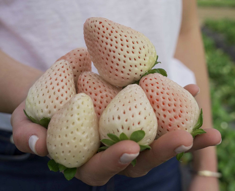 Florida Pearl® June Bearing Strawberry