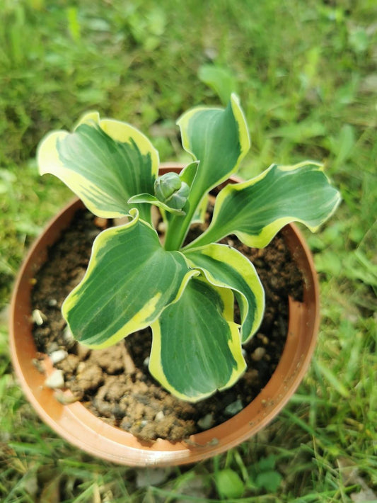 Mouse Capades Hosta