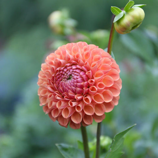 Cornel Bronze Dahlia