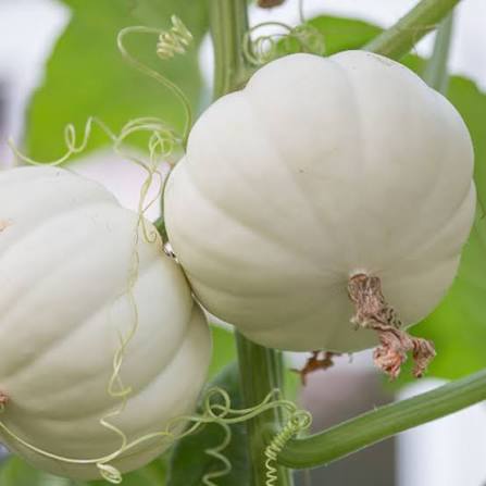 Casperita F1 Pumpkin