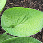 Cup Of Joy Hosta Plants online shopping