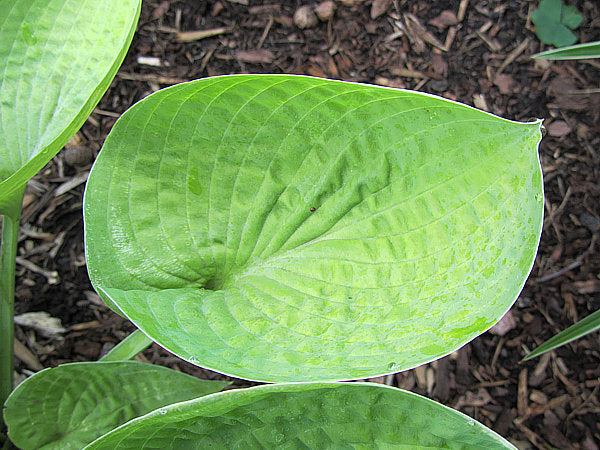 Cup Of Joy Hosta Plants online shopping