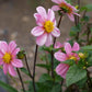 Bonne Espérance Dahlia Plants online shopping