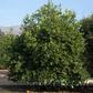 Valentine Pummelo Hybrid Budwood citrus plant material online shopping