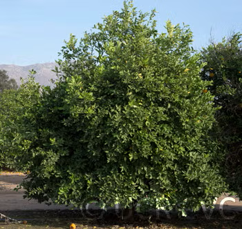 Valentine Pummelo Hybrid Budwood citrus plant material online shopping