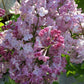 Maiden's Blush Lilac lilac plant online shopping