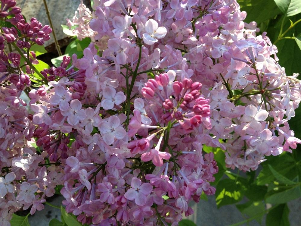 Maiden's Blush Lilac lilac plant online shopping