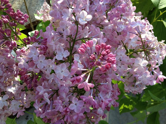 Maiden's Blush Lilac lilac plant online shopping