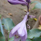 Slim And Trim Hosta Plants online shopping