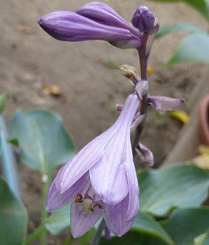 Slim And Trim Hosta Plants online shopping