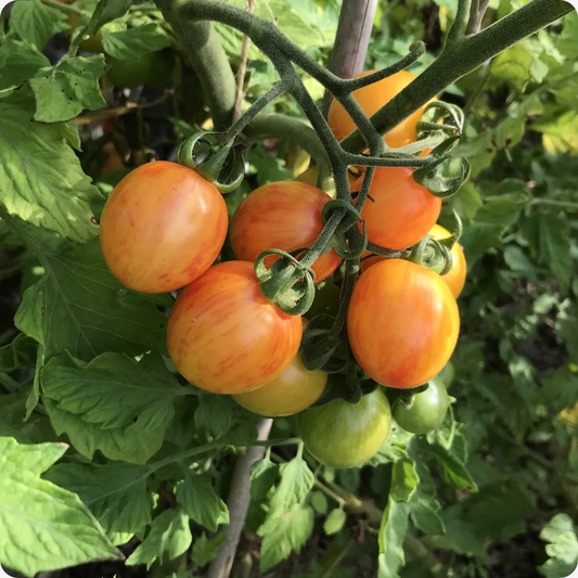 Sunrise Bumble Bee Organic Tomato Seeds online shopping