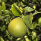 Trifeola Trifoliate Hybrid Budwood citrus plant material online shopping