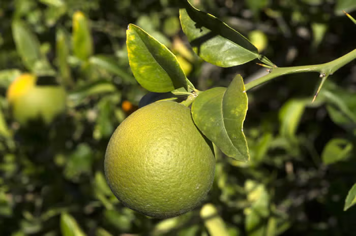 Trifeola Trifoliate Hybrid Budwood citrus plant material online shopping