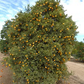 Centenniel Variegated Budwood citrus plant material online shopping