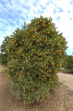 Centenniel Variegated Budwood citrus plant material online shopping