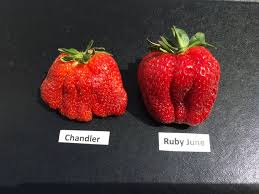 Ruby June Short Day Strawberry