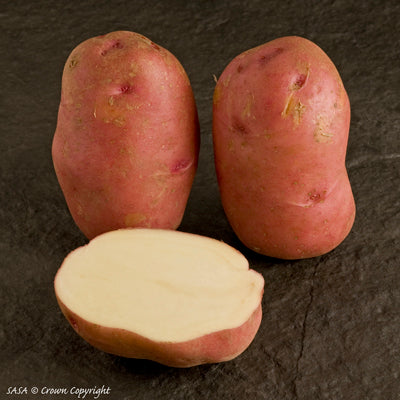 Sarpo Una Seed Potato online shopping