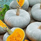 Mint Prince F1 Pumpkin Seeds online shopping
