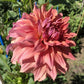 Steve Meggos Dahlia