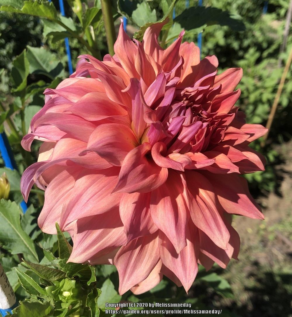 Steve Meggos Dahlia