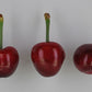 Early Star Sweet Cherry