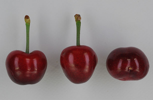 Early Star Sweet Cherry