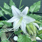 Buttonwood Bay Hosta Plants online shopping