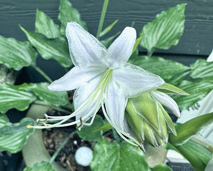 Buttonwood Bay Hosta Plants online shopping
