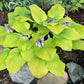 Hotshot Hosta Plants online shopping