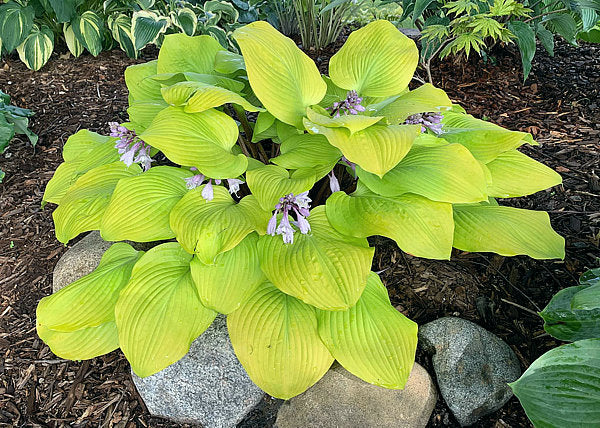 Hotshot Hosta Plants online shopping