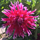 Grand Finale Dahlia