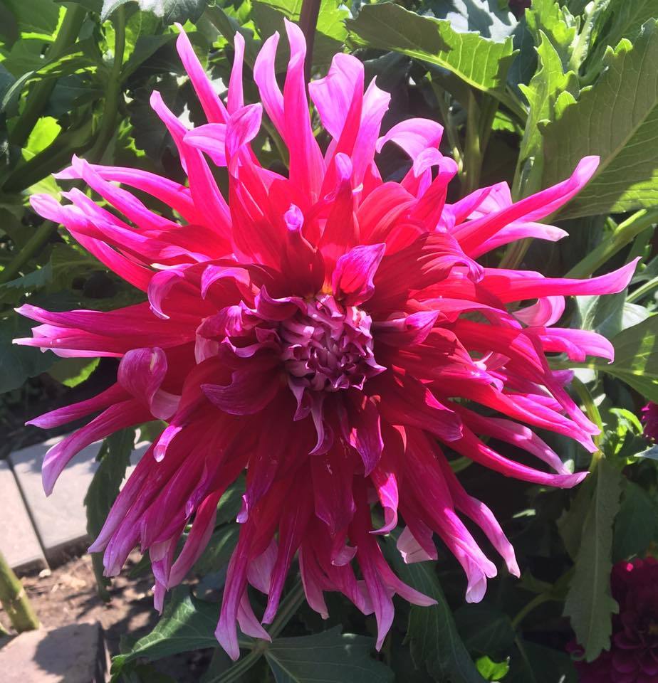 Grand Finale Dahlia