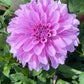 Orchid Ice Dahlia