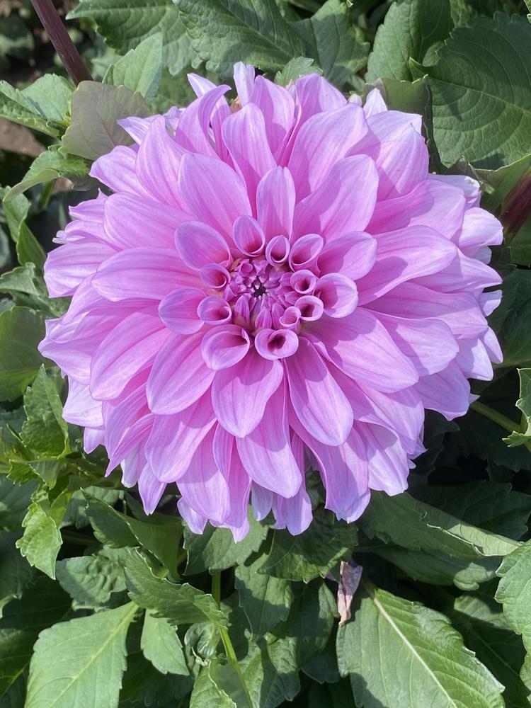 Orchid Ice Dahlia