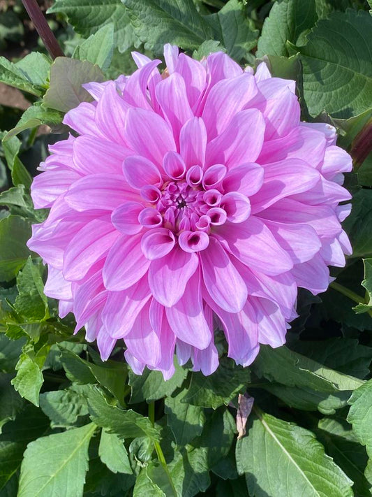 Orchid Ice Dahlia