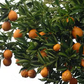 Indio Mandarinquat Budwood citrus plant material online shopping