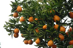Indio Mandarinquat Budwood citrus plant material online shopping
