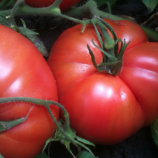 Pruden's Purple Organic Tomato Seeds online shopping