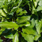 Devon Red Hosta