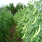 Super Sugar Snap Pea Seeds online shopping