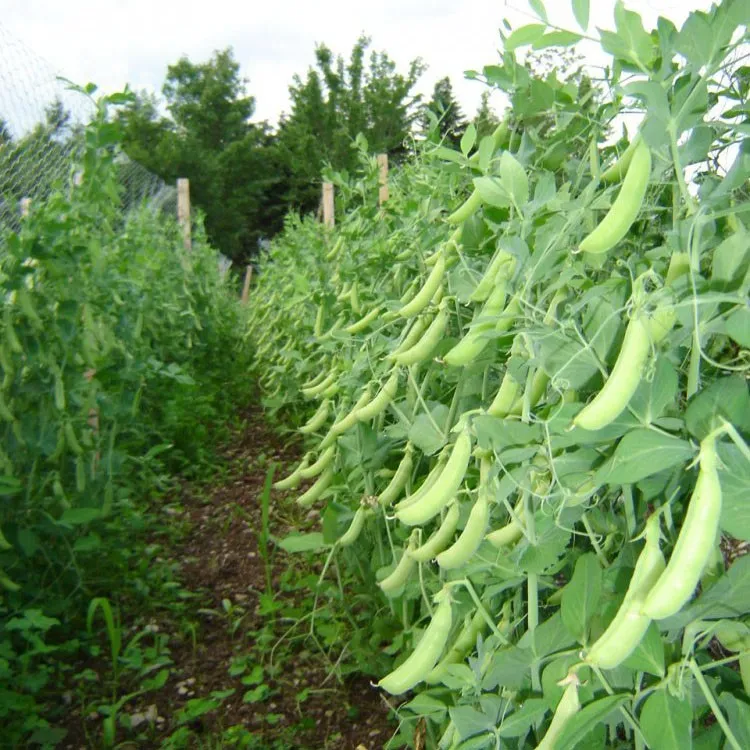 Super Sugar Snap Pea Seeds online shopping