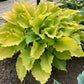Echo The Sun Hosta Plants online shopping