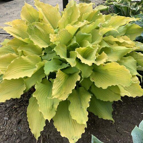 Echo The Sun Hosta Plants online shopping