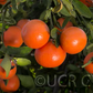 Daisy Mandarin Budwood citrus plant material online shopping