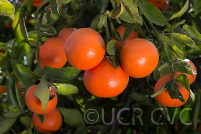 Daisy Mandarin Budwood citrus plant material online shopping