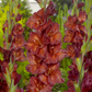 Chocolate Gladiolus Corms